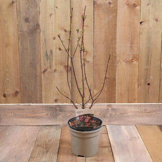 Viburnum Bod. Dawn 3L