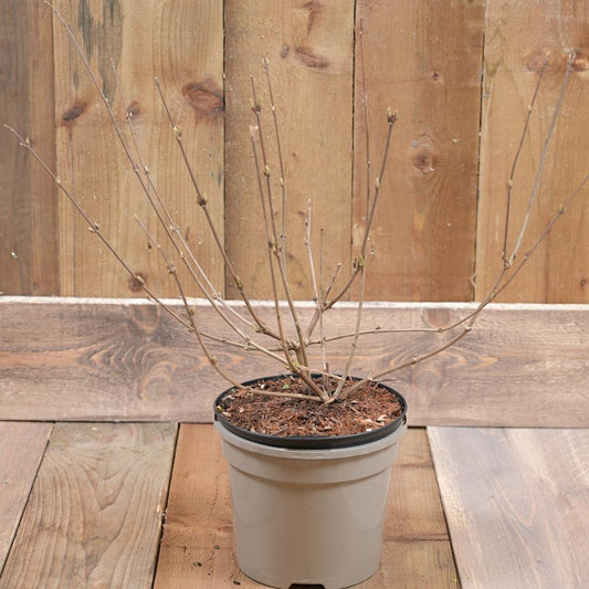 Viburnum Pink Beauty  3L