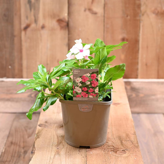 Vinca 2L