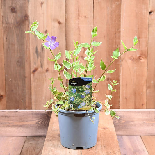 Vinca Major Variegata 3L