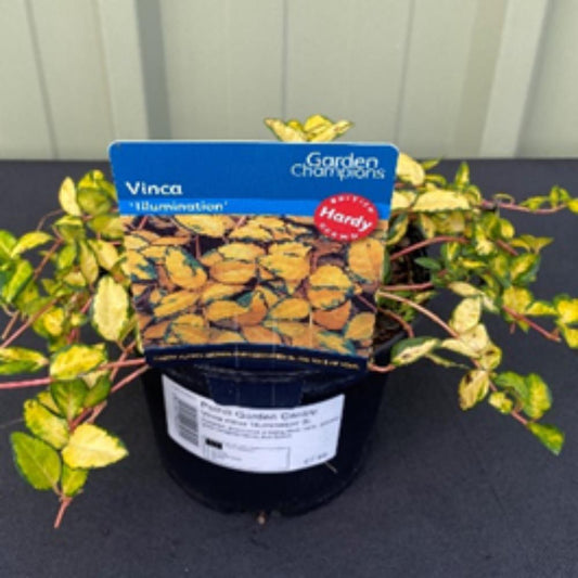 Vinca Minor Illumination 2L