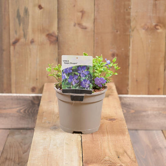 Vinca Minor Ralph Shugert 2L