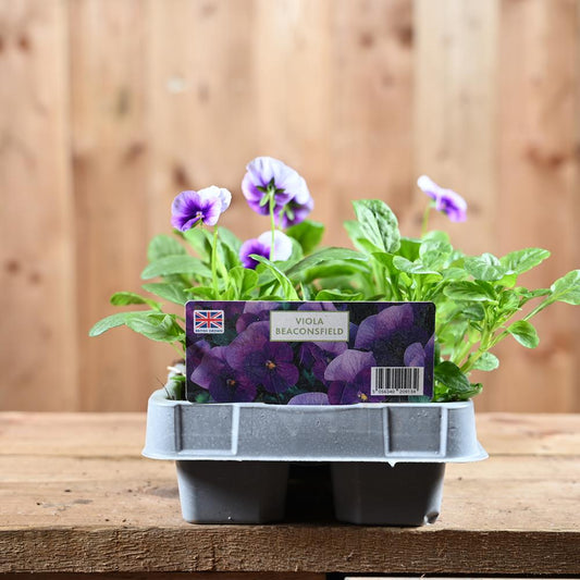 Viola Beaconsfield 6 Pack