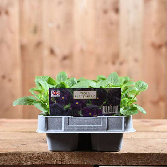 Viola Blackberry 6 Pack