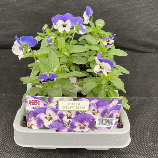 Viola Delft Blue 6 Pack