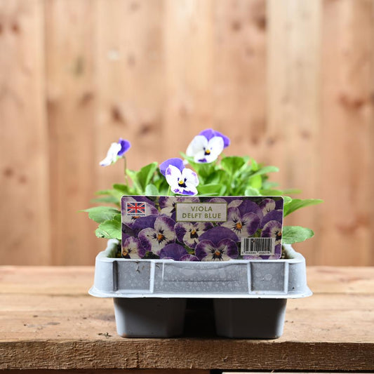 Viola Delft Blue 6 Pack