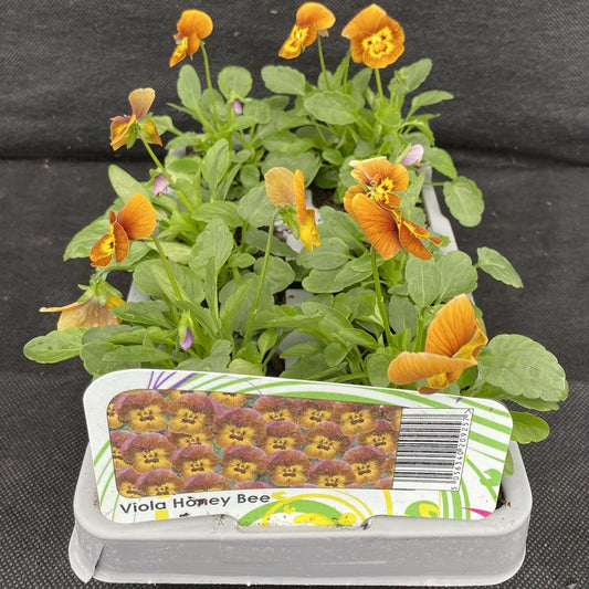 Viola Honeybee 6 Pack