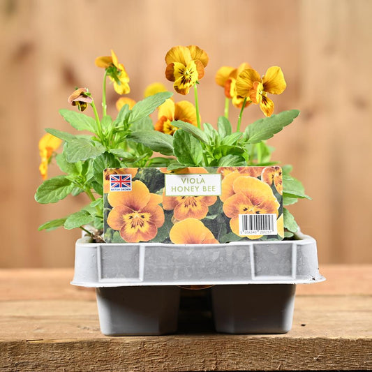 Viola Honeybee 6 Pack