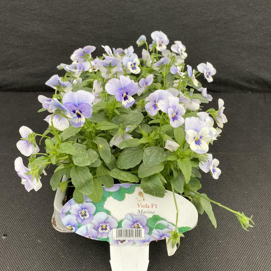 Viola Marina 6 Pack