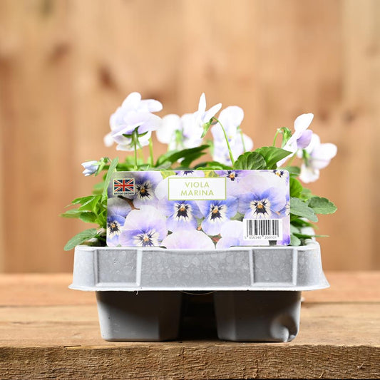 Viola Marina 6 Pack