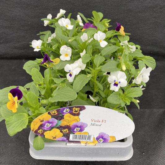 Viola Mixed 6 Pack
