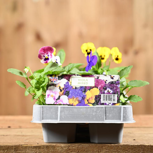 Viola Mixed 6 Pack