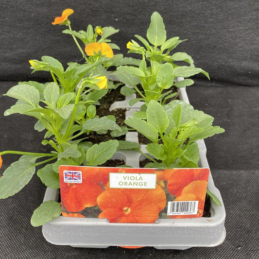 Viola Orange 6 Pack