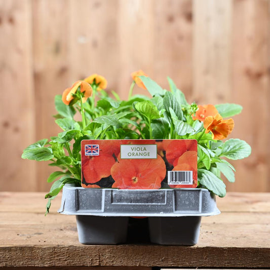 Viola Orange 6 Pack