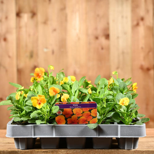 Viola Rocky Tangerine 20 Pack