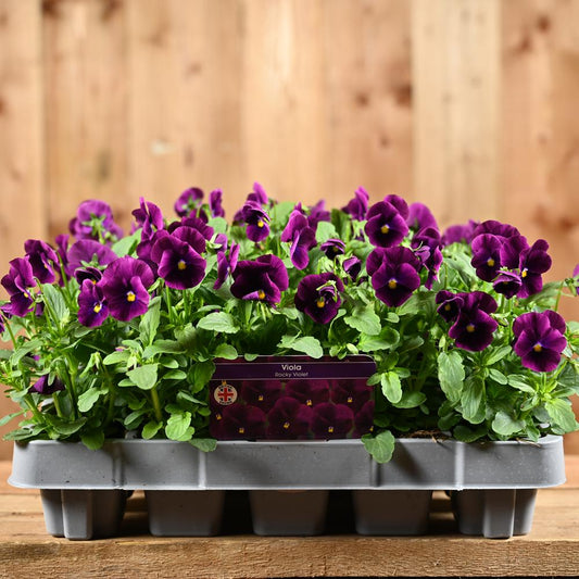 Viola Rocky Violet 20 Pack