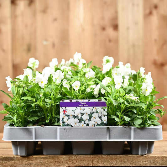 Viola Rocky White 20 Pack