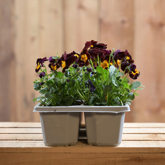 Viola Ruby Gold Babyface 6 Pac