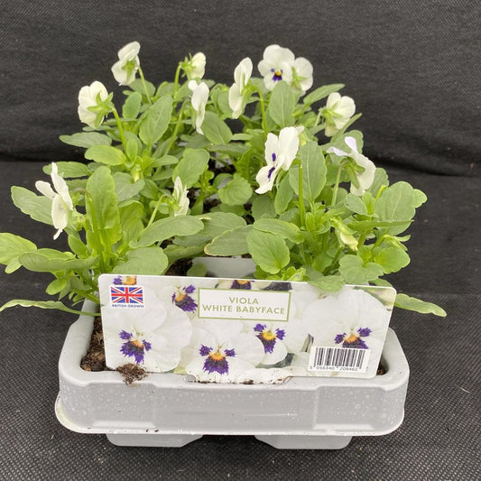 Viola White Babyface 6 Pack