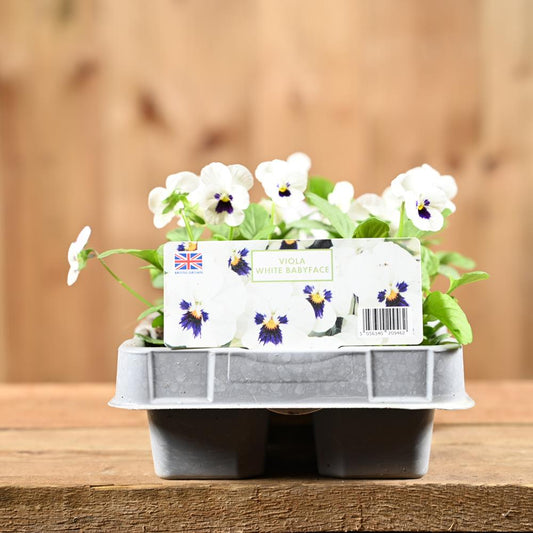 Viola White Babyface 6 Pack