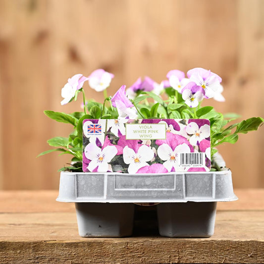 Viola White Pink Wing 6 Pack
