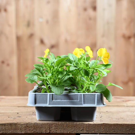 Viola Yellow 6 Pack