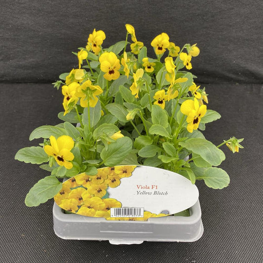 Viola Yellow Blotch 6 Pack
