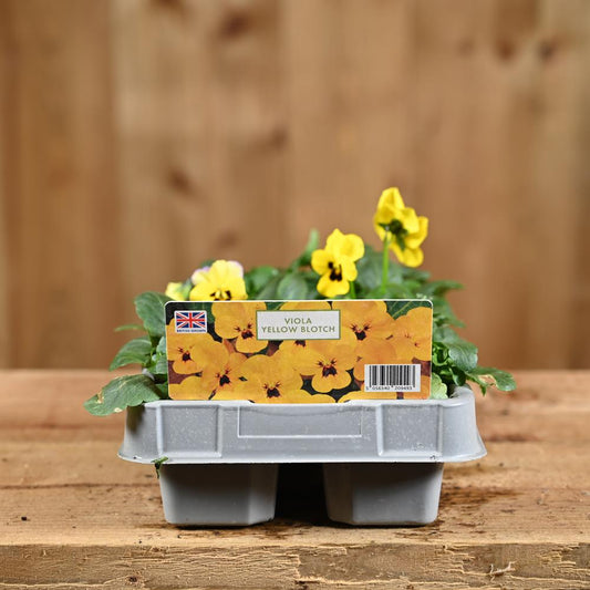 Viola Yellow Blotch 6 Pack