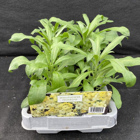 Wallflower Primrose 6 Pack