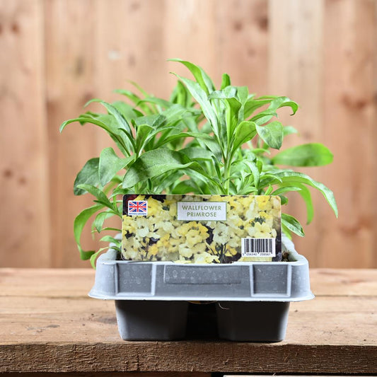 Wallflower Primrose 6 Pack