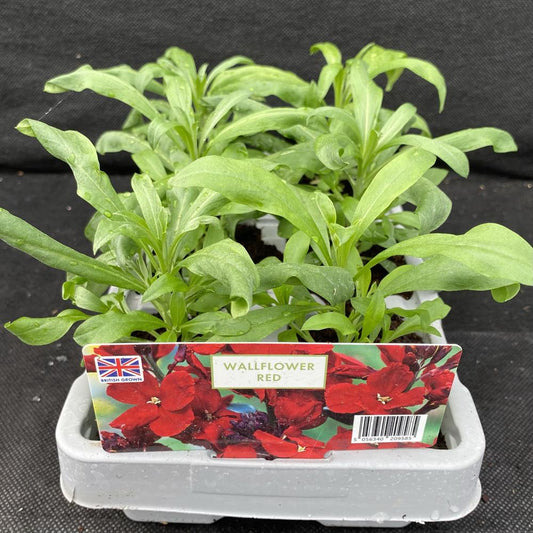 Wallflower Red 6 Pack