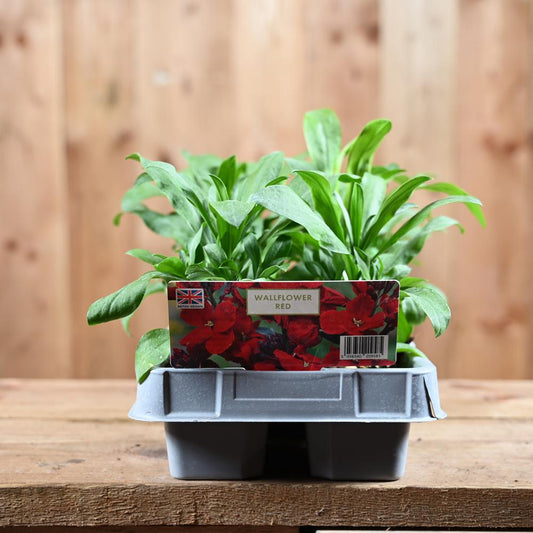 Wallflower Red 6 Pack