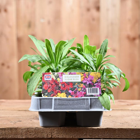 Wallflower Sugar Rush 6 Pack