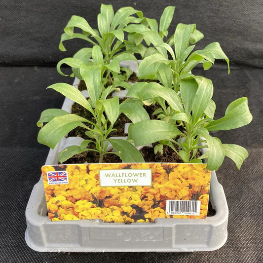 Wallflower Yellow 6 Pack