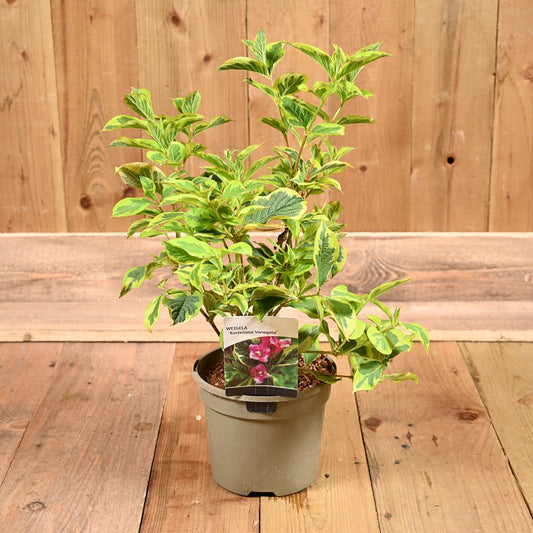 Weigela Kostosteriana 'Variegata' 3L