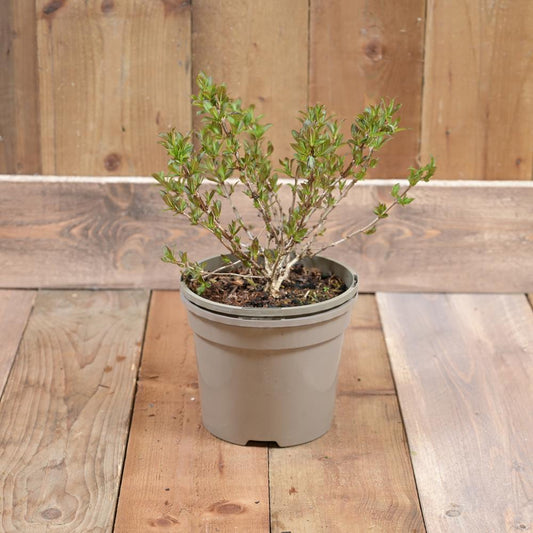 Weigelia Black & White  3L