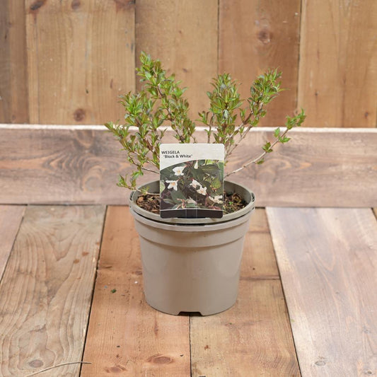 Weigelia Black & White  3L