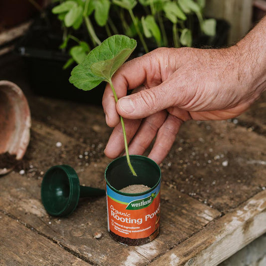 Westland Rooting Powder 100G