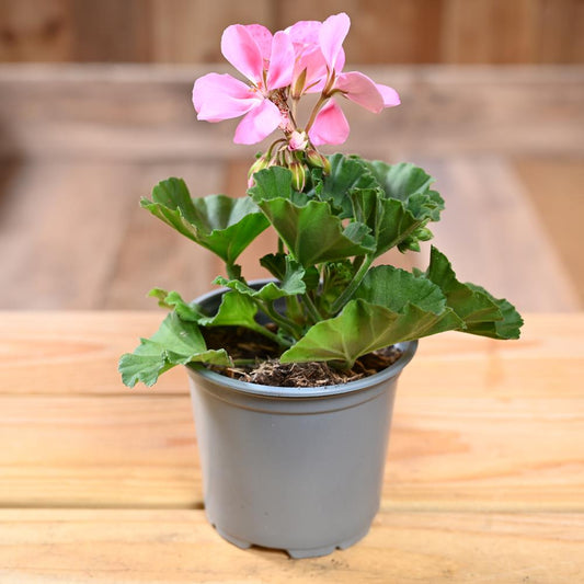 Zonal Geranium 10.5cm Pink