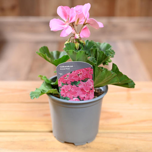 Zonal Geranium 10.5cm Pink