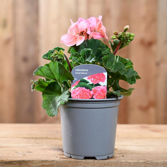 Zonal Geranium 10.5cm Salmon