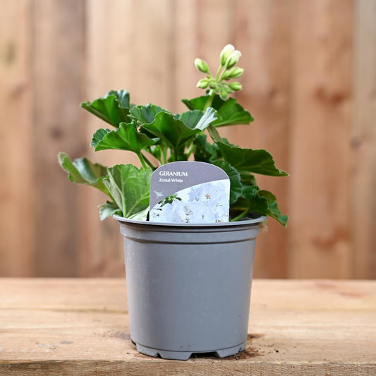 Zonal Geranium 10.5cm White