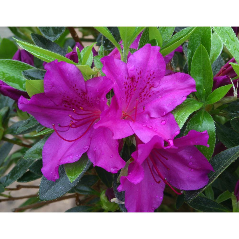 EVERGREEN AZALEA BLUE DANUBE 3.0L - Rhododendrons Azaleas and Camellias