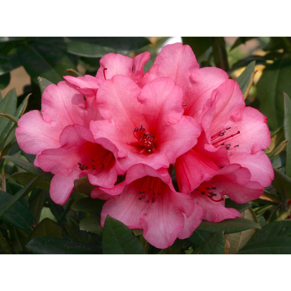 Rhododendron Dwarf Winsome 30l Rhododendrons Camellias And Azaleas Polhill Garden Centre