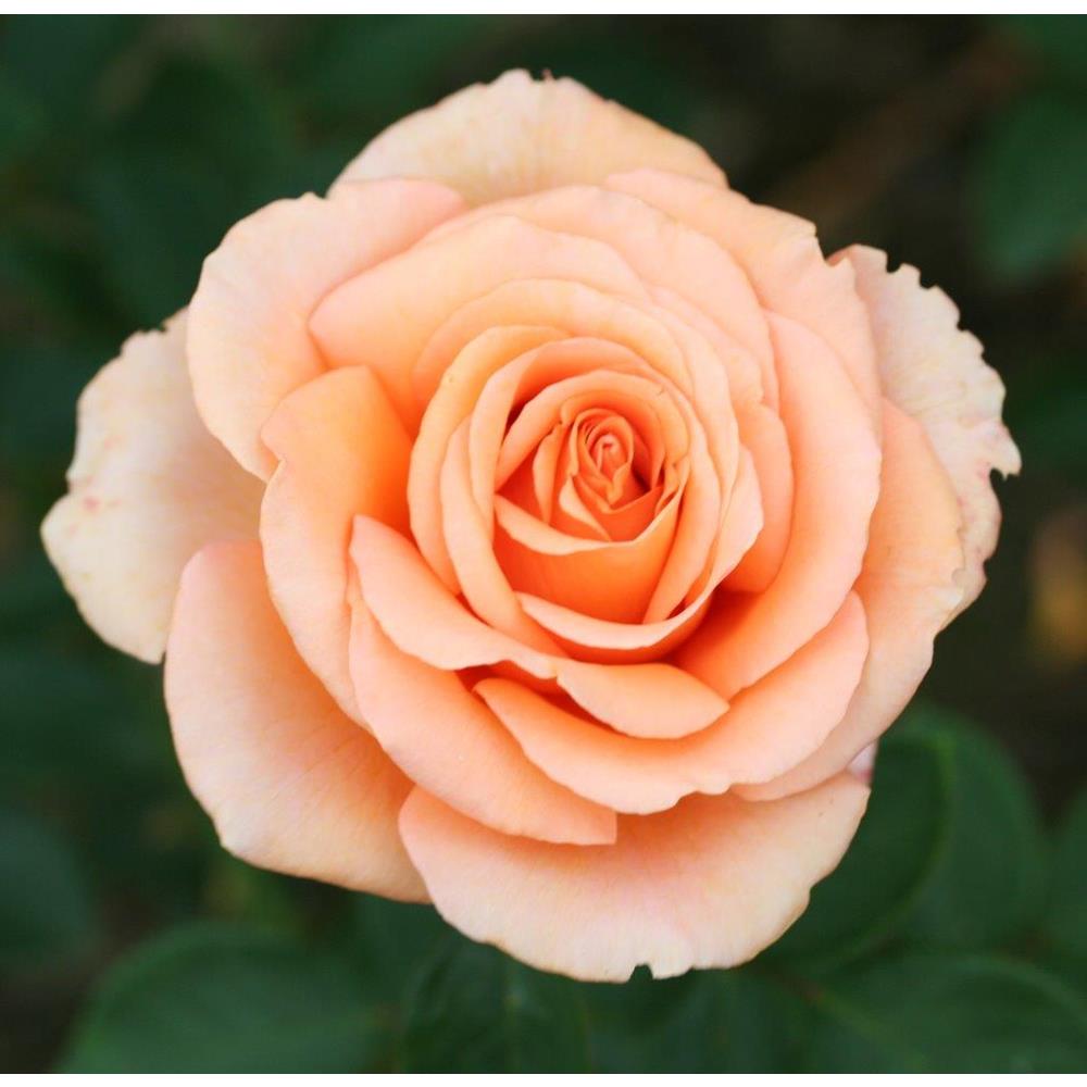 Warm Wishes Bush Rose 3L - Roses - Polhill Garden Centre