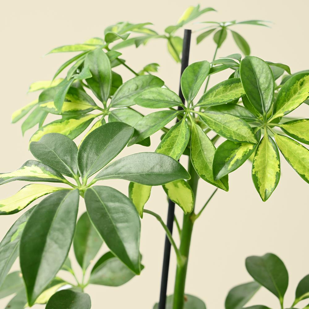 Schefflera arboricola Gerda - Houseplant - Polhill Garden Centre