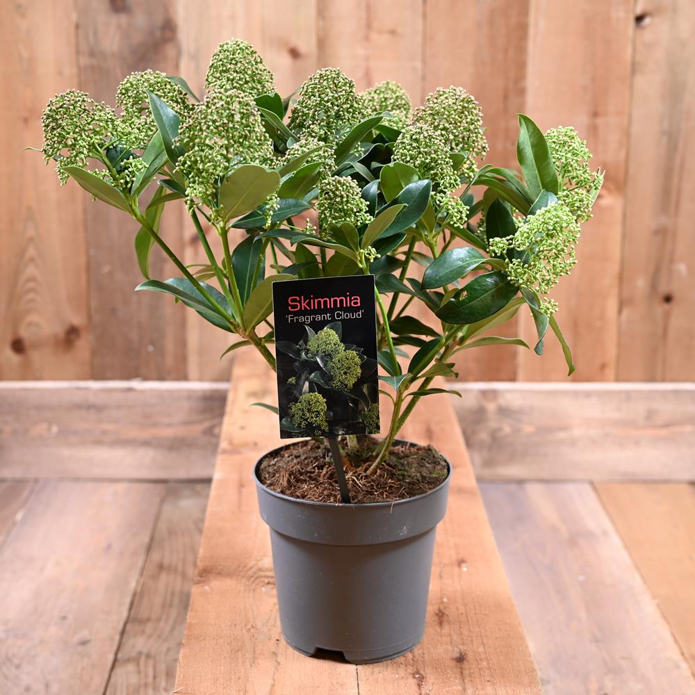 Skimmia Fragrant Cloud 2L - Hardy and Half Hardy Shrubs - Polhill