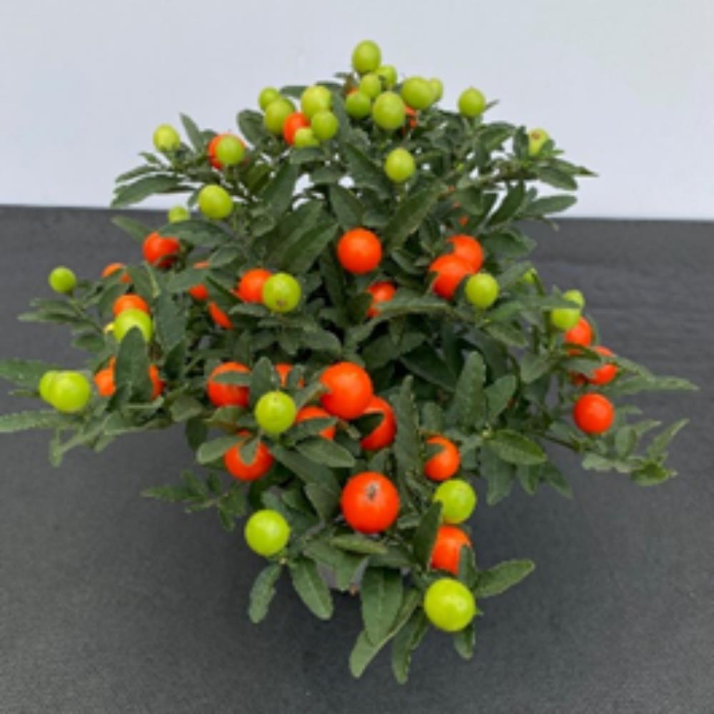 Solanum Pseudocapsicum Winter Cherry In 13cm Pot Pot Bedding Polhill Garden Centre