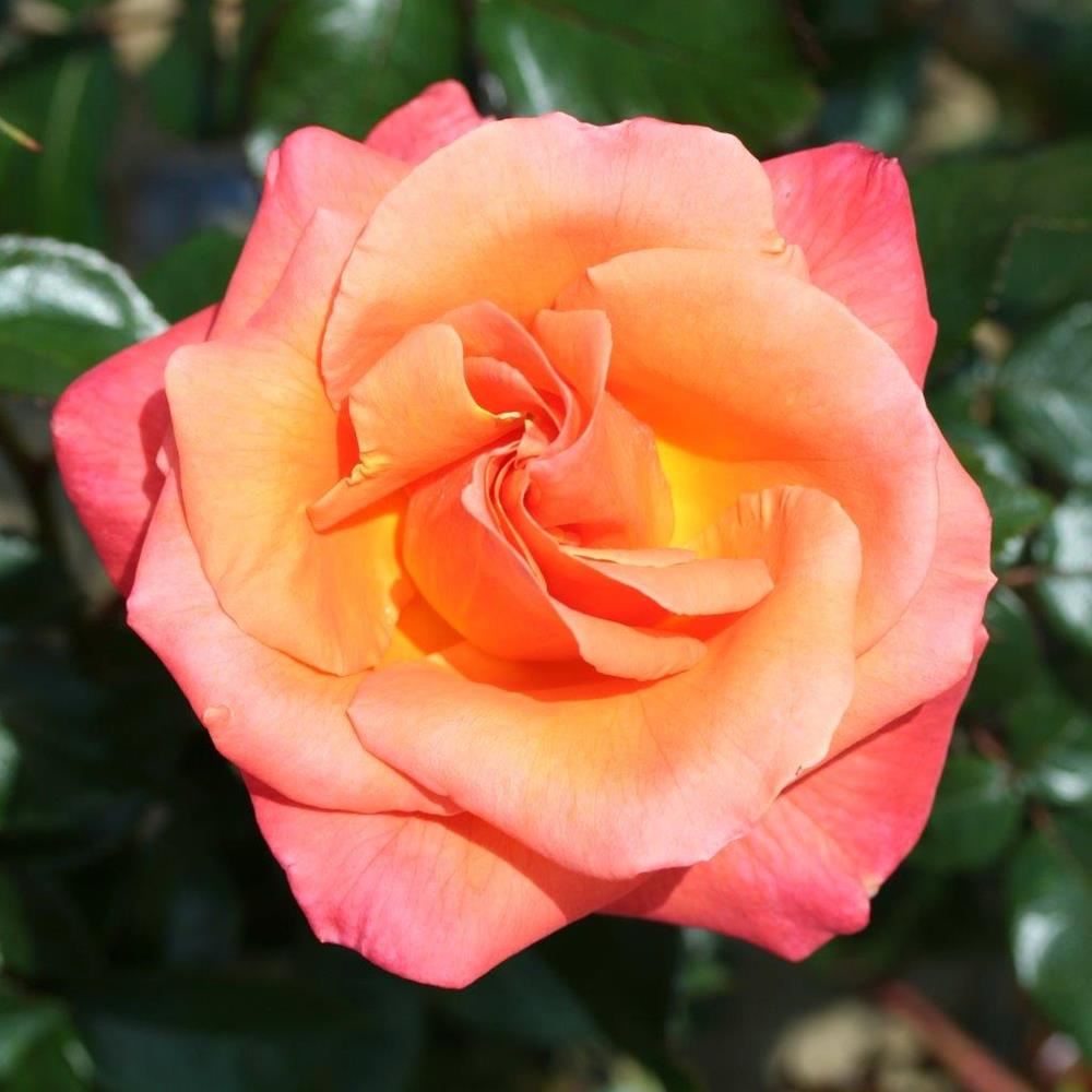 MAMMA MIA ROSE coral orange 3L - Roses - Polhill Garden Centre