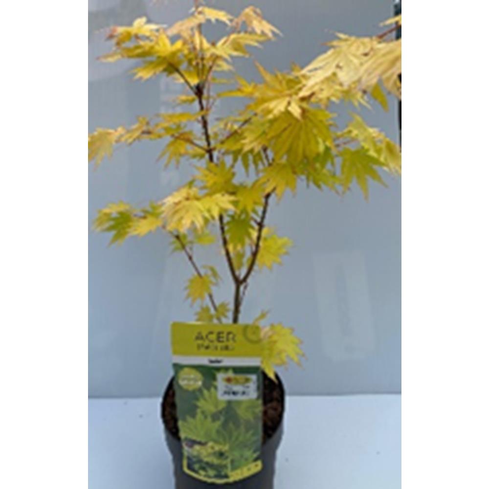 Acer shirasawanum Jordan 3L - Japanese Maples - Polhill ...